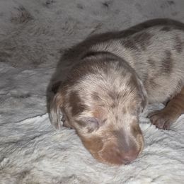 Isabella dapple male - Dapple male Dachshund puppy in De Beque, Colorado from ITSAR Ranch