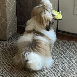 Shih Tzu Puppies from Willow Lane Shih Tzus