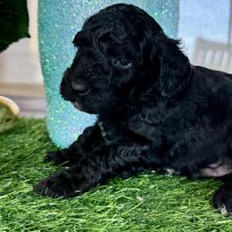 Green collar - Black and white male Cavapoo puppy in Indiahoma, Oklahoma from Farm Fresh Doodles