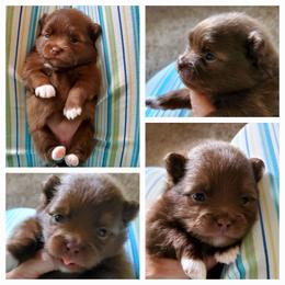 Lilly - Chocolate sable female Pomeranian puppy in Forsyth, Illinois from Amazing Grace Pomeranians
