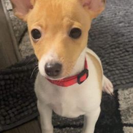 Toy Fox Terriers from Carr's Edition Toy Fox Terriers