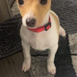 Toy Fox Terriers from Carr's Edition Toy Fox Terriers