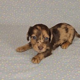 Dachshund Puppies from Newbern's Nuggets