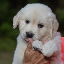 Golden Retrievers from Pinewood Acres Goldens