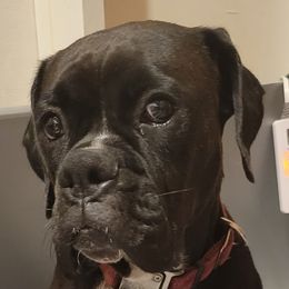 Jade - Boxer
