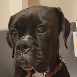 Jade - Boxer