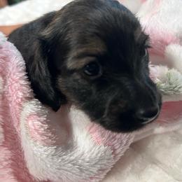 Kiri - Cream female Dachshund puppy in Proctor, Montana from Blue Star Dachshunds