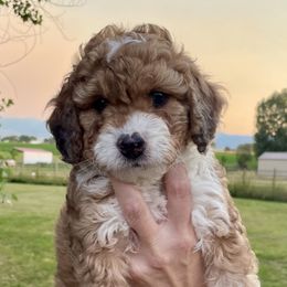 Kaycee - Sable female Bernedoodle puppy in Sheridan, Wyoming from Big Horn Bernedoodles