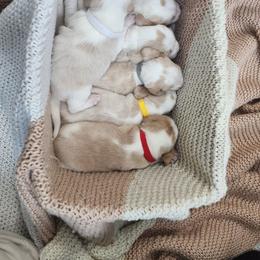 Beagle Puppies from Homegrown Beagles