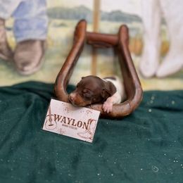 Waylon Jennings - White, chocolate and tan male Rat Terrier puppy in Cushing, Oklahoma from Northwoods Rat Terriers
