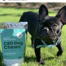 Baja - French Bulldog