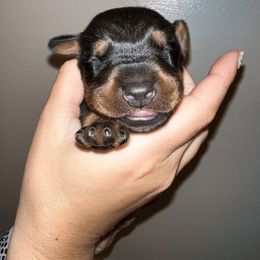 Doberman Pinscher Puppies from Ludic Kennels