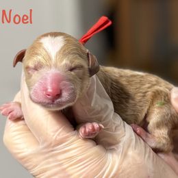 Noel - Red  male Goldendoodle puppy in Newnan, Georgia from Wagging Tailz Pups