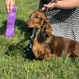 Stella - Dachshund