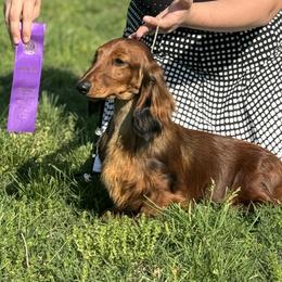Stella - Dachshund
