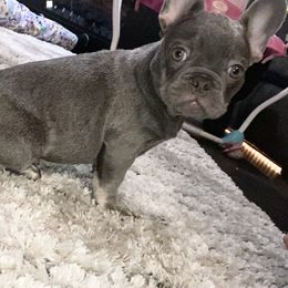 French Bulldog All Grown Up from GC Bulldogs