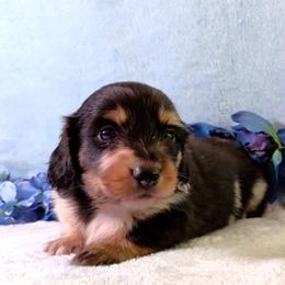 Boy 1 - Black and tan male Dachshund puppy in Mt. Sterling, Illinois from Doxie Do's