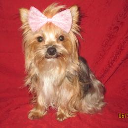 Bailey - Yorkshire Terrier