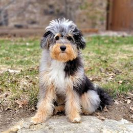 Poppy - Aussiedoodle