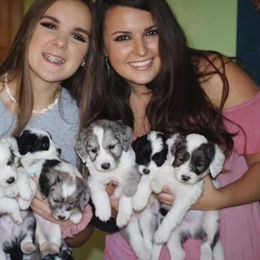 Goldendoodle and Aussiedoodle Puppies from Sister Doodles