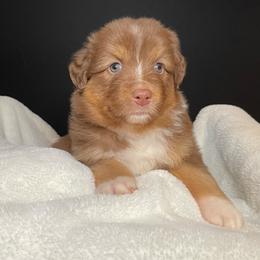 TESSA - Red tri-color female Australian Shepherd puppy in Hayward, California from Grissom’s Aussies