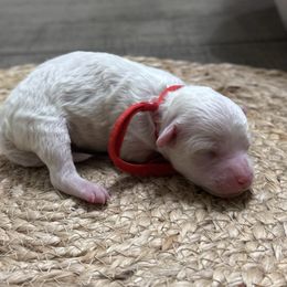 Snowflake - White female Bichon Frise puppy in Gresham, Oregon from Lyudmyla Loves Puppies