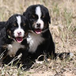 Bernese Mountain Dog, Golden Mountain Dog, and Golden Retriever Puppies from Grateful Bernese & Gage's Goldens