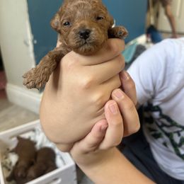 Puppy 1 - Red male Assorted Doodle Crosses puppy in San Jacinto, California from Goldens and Doodles