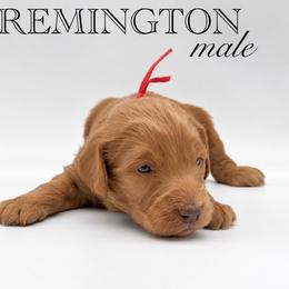 Remington - Red male Aussiedoodle puppy in Claremont, North Carolina from Magnolia Grove Farms