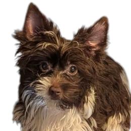 Cherry - Parti female Yorkshire Terrier puppy in Gaylesville, Alabama from Sweet Alabama Yorkies
