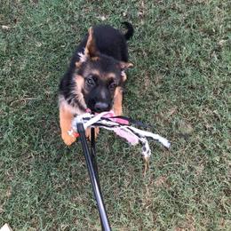 German Shepherd Puppies from Semper Fi K9 Montana