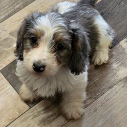Hestia 4850 - Dapple female Dachshund puppy in Tonopah, Arizona from Desert Diamond Dachshunds