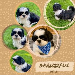 Bamm Bamm - Black and white male Shih Tzu puppy in Klamath Falls, Oregon from Bel Aire Beauties