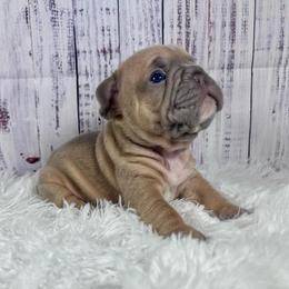 London - Blue fawn male French Bulldog puppy in Lynchburg, Ohio from Pennington Family Frenchies