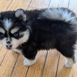 Barry - Black and white male Pomsky puppy in Charlotte, Michigan from Moore Pomskies