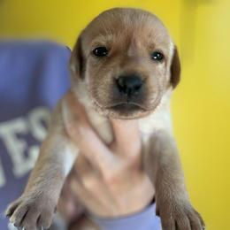 Female 4 - Yellow female Labrador Retriever puppy in Wardensville, West Virginia from Sager’s Labrador Puppies