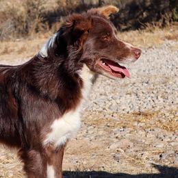 Fly - Border Collie