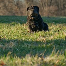 Star - Black Chinese Shar-Pei puppy in Ohio from Sheriff Shar-pei's
