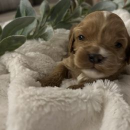 Cavapoo Puppies from Poppy Garden Doodles