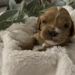 Cavapoo Puppies from Poppy Garden Doodles