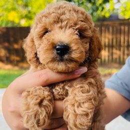 Poodle puppies from Mama's Adorable Poodles