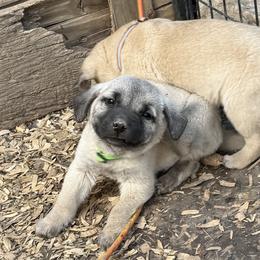 Spike - Yellow male Black Mouth Cur puppy in Warsaw, Missouri from Heritage Cow Dogs