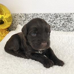 Miss Morocco (World Cup Litter) - Brown and white female Portuguese Water Dog puppy in Grants Pass, Oregon from Rogue River Portuguese Water Dogs