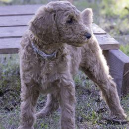 Gray Collar - Red  female Poodle puppy in Cleveland, Texas from Mayday Quality Poodles