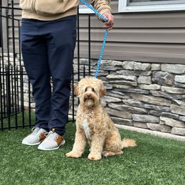 Shrimp - Australian Labradoodle