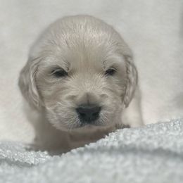 Doss - Light golden Golden Retriever puppy in Escondido, California from Sandy Acres Golden Retrievers