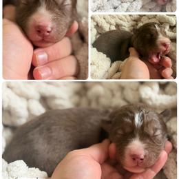 Sprout - Red and white male Siberian Husky puppy in Florence, Kentucky from Moonlight Howl Huskies