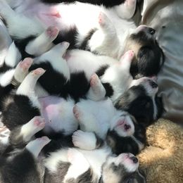 Pembroke Welsh Corgi Puppies from Savery Family Corgis