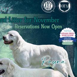 Rayna - Golden Retriever