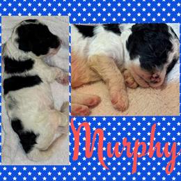 Murphy (Grey1) - Parti male Goldendoodle puppy in Ankeny, Iowa from Iowadoodles2love